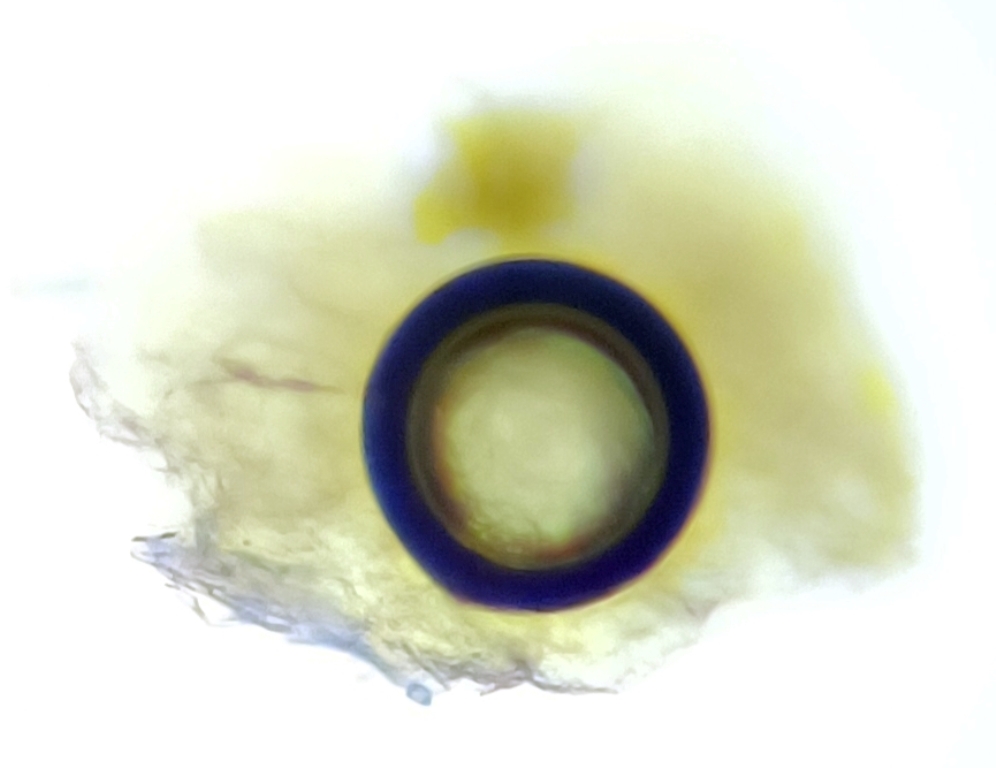 Buongiorno a tutti da una new entry